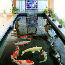 koi indoors