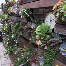 Planter and Wall