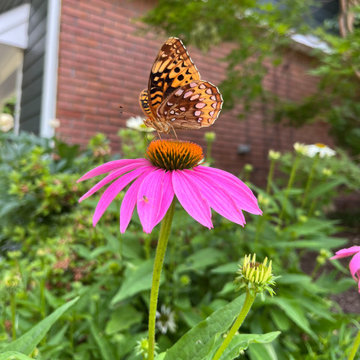 Fine Gardening