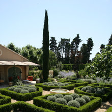 cyprès