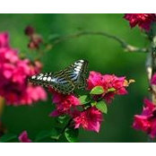 Carol Ward's photo
