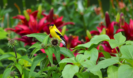 13 North American Backyard Birds to Know