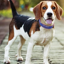 Beagles
