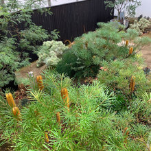 Ramsgate Front Garden