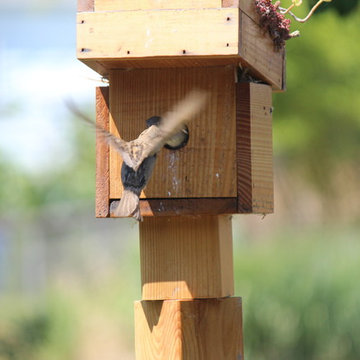 Green Roof Birdhouse