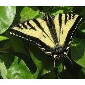 Nancy Josue's photo