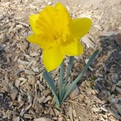 Lisa Rottinghaus's photo