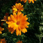 Louise Botos's photo