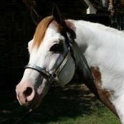 Photo de HiddenPines Farm