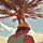 liane_dutton