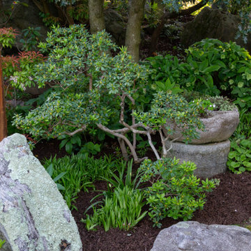 Asian Garden Pruning and Planting