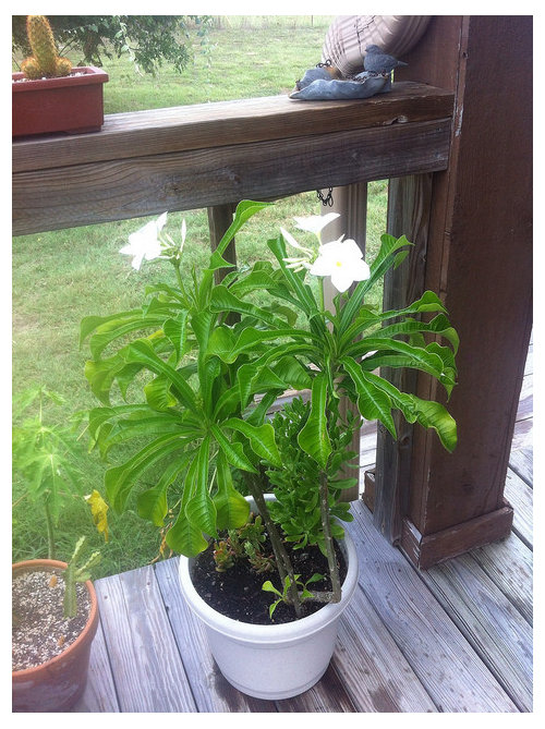 Plumeria pudica leaf drop