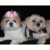 Dianne Lively's photo