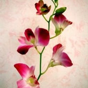 Eileen Vellaさんの写真