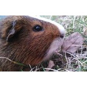 Richard Tiegs's photo