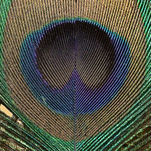 Peacock Theme Ideas