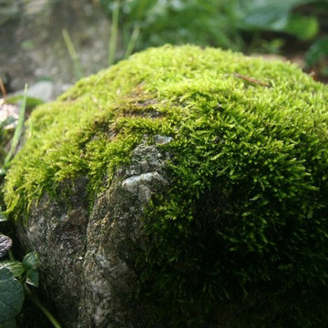Natural Landscaping Design: Why You Need Moss Rock