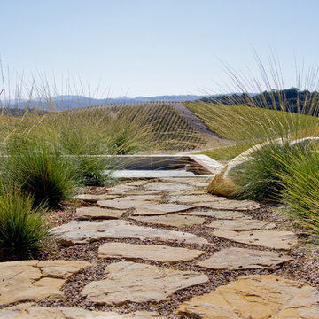 Modern Vineyard