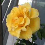 Vero Arnolfo's photo