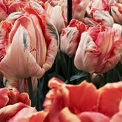 Ruth Flintofts billede