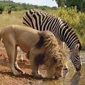 Foto von Jeff Khaemba