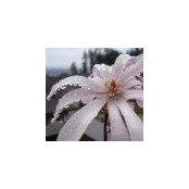Amanda Maxwell's photo