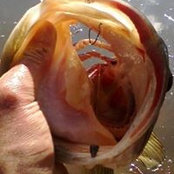Tom Buckman's photo