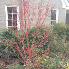 Landscape front yard