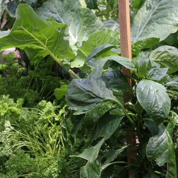 Carlsbad Juicing Garden