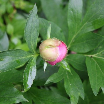 Rosebrook Garden 2017 Garden Tour