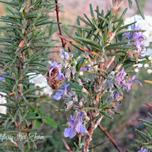 Flowers for the Garden
