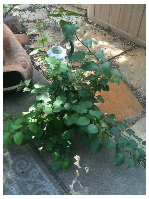 My Beautiful No Bloom Bougainvillea