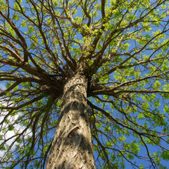 Tree Services by Bob