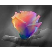 Nancy Burdette's photo