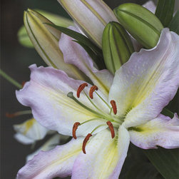 Blushing Lily - Fine Art Prints