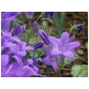 Ann Williams's photo