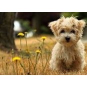 Sharryl Henry- Kokoska's photo