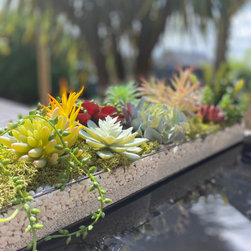 Faux Succulents Displays - Barn renovation - Plants