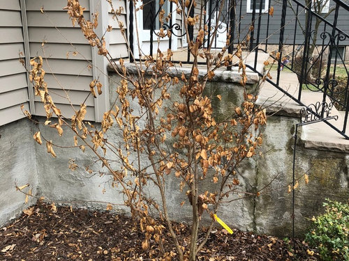 How Do You Know When a Crepe Myrtle is Dying? 