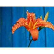 Anna Kogutenko's photo