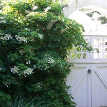 front / side yard