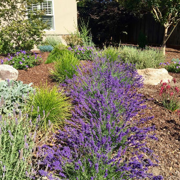 Los Altos No Lawn, Low Water