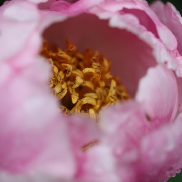 Rosebrook Garden 2017 Garden Tour