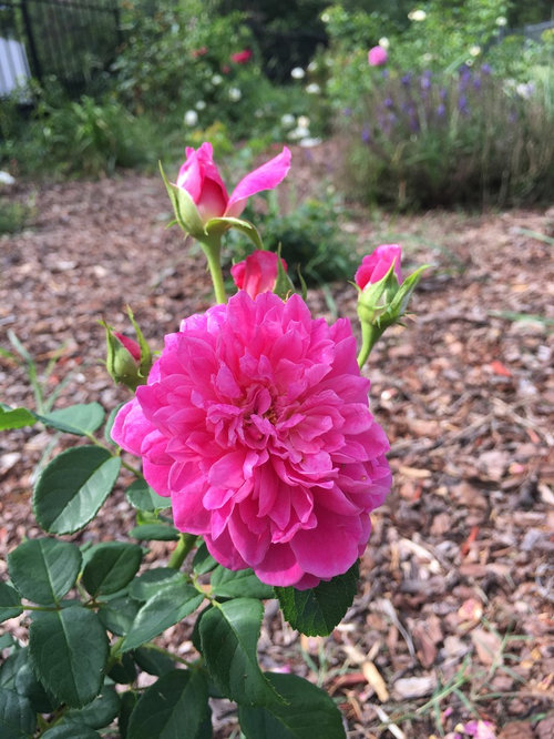 Roses blooming even in constant heat.