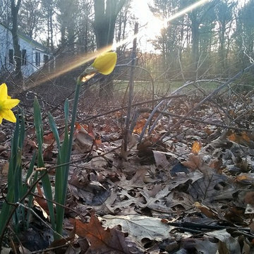 Daffodil at sunset (ID by floral_uk) 1Y-YYY