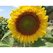 Dianne Nida's photo