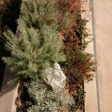 Native Plant Landscape in Laguna Beach