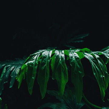 Profile Images