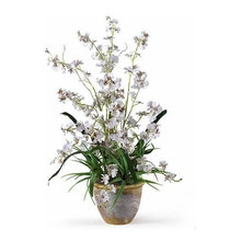 Orchid Arrangements