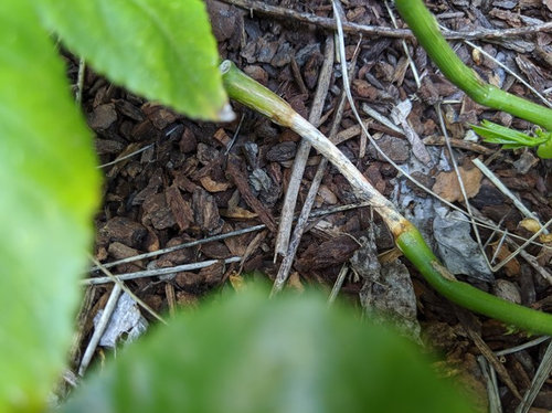 How To Save A Dying Passion Fruit Plant